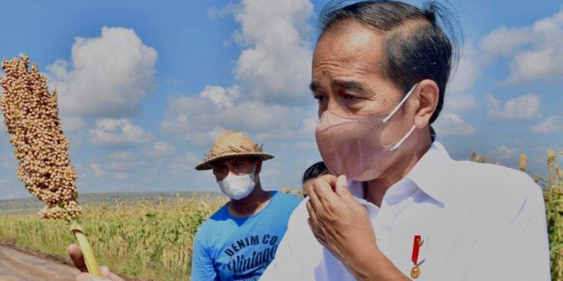 Presiden Jokowi panen sorgum/ Agus Suparto-Dok. Presiden Joko Widodo