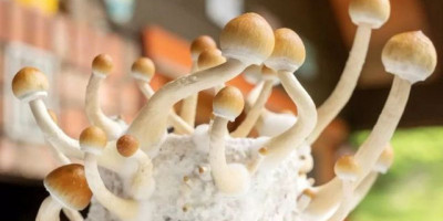 Magic Mushroom, Si Jamur Ajaib yang Mengatasi Depresi Hingga Membentuk Sel-Sel Otak