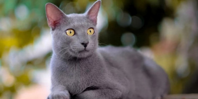 Kucing Busok, Kinky Tail Asal Madura yang Sudah Diakui Dunia