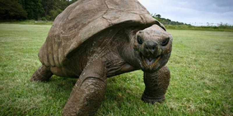 Jonathan, kura-kura tertua di dunia rayakan ulang tahun ke-190/Net