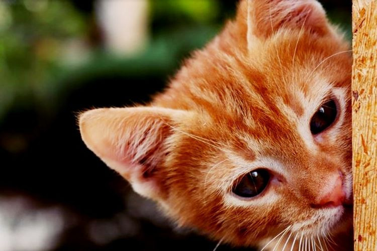 Kucing oranye dikenal sangat tenang dan kalem/Net