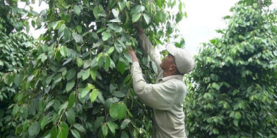 Lada, Penopang Ekonomi Warga Sambas