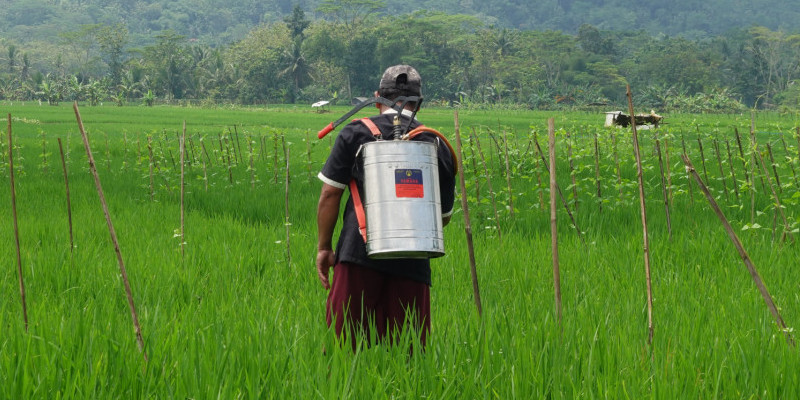 Eco enzym digunakan sebagai pengganti pestisida/Dok bukapangan