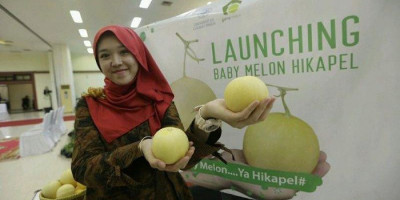 Baby Melon Hikapel, Inovasi Buah Melon Mini Kaya Vitamin