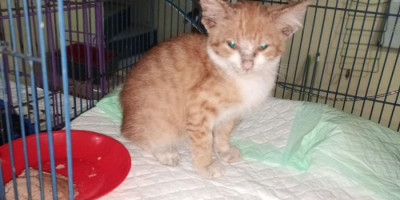  Jangan Cekoki Miras, Kucing Diistimewakan karena Kebersihan 