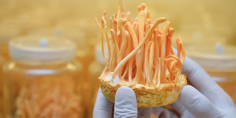 Jamur cordyceps/Net