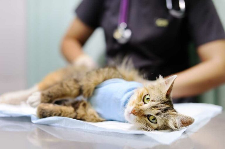Ilustrasi sterilisasi kucing peliharaan/Net
