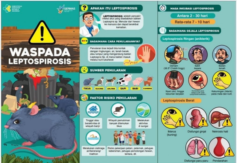 Infografis penyakit Leptospirosis/Net