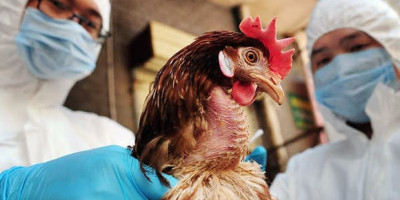 Kemenkes Siagakan 195 RS Rujukan untuk Hadapi H5N1