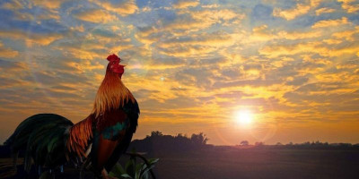  Protes Turis tentang Kokok Ayam jadi yang Pertama Kali Terjadi di Bali