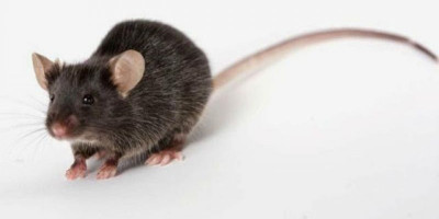  Waspada, Kematian karena Leptospirosis Lebih Tinggi dari Covid 19