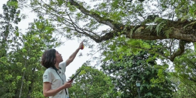 Kisah Sang “Dokter Pohon” Menjaga Kesehatan 6 Juta Pohon di Singapura