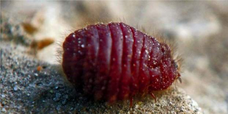 Cochineal, serangga yang menghasilkan pewarna dan digunakan untuk makanan/Net