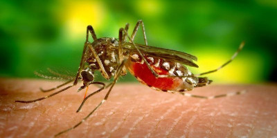  Tekan Demam Berdarah, Menkes Bagi-bagi Bibit Nyamuk Wolbachia