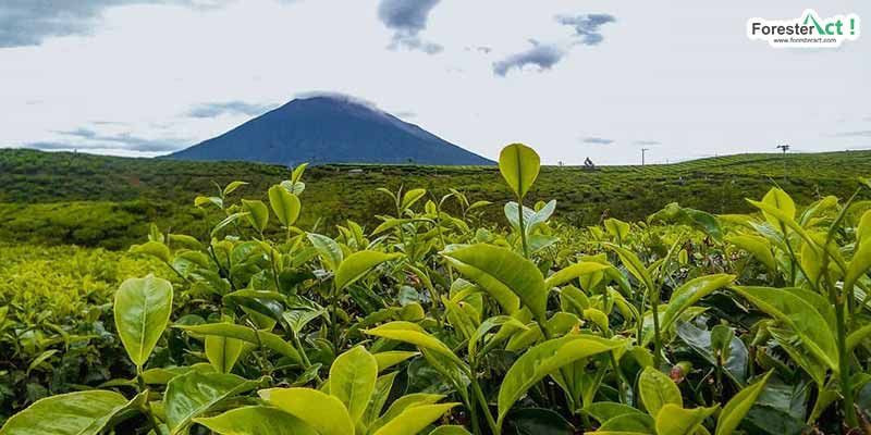 Kebun Teh Kayu Aro di Kerinci, Jambi, penghasil teh hitam yang digemari mendiang Ratu Elizabeth II/Net