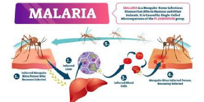 Kemenkes: 281 Kabupaten/Kota Dinyatakan Bebas Malaria