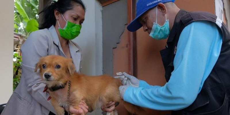 Petugas jemput bola vaksinasi rabies terhadap hewan peliharaan/Net