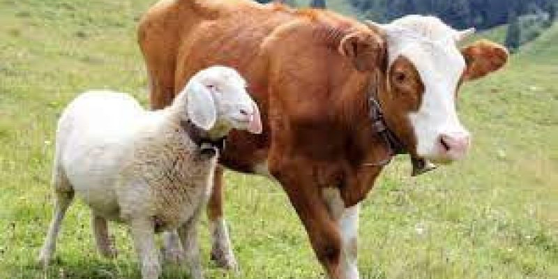 ilustrasi hewan kurban berupa sapi dan domba/net 