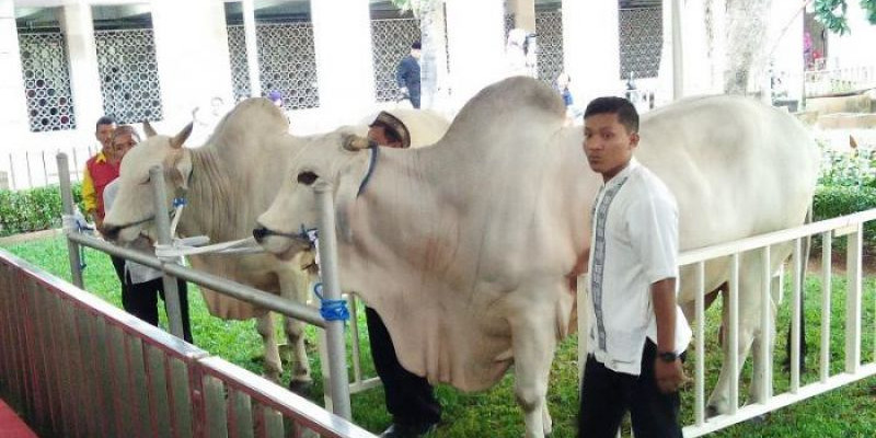 Sejumlah hewan kurban yang akan disembelih di Masjid Istiqlal pada Sabtu (1/7)/Net