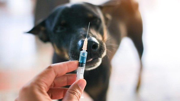 Ilustrasi vaksinasi hewan rabies/Net