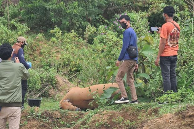 Ilustrasi seekor sapi mati usai menyantap rumput yang mengandung bakteri antraks/Net