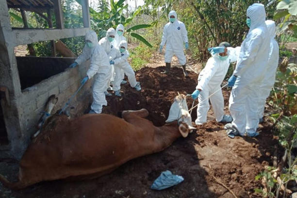 Petugas mencoba mengubur hewan ternak yang diduga mati akibat virus antraks/Net