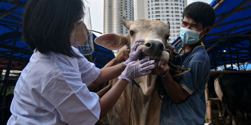 Petugas melakukan pemeriksaan terhadap seekor sapi/Net