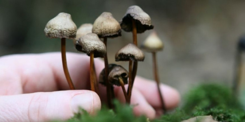 Zat psilocybin pada magic mushroom dipercaya mampu mengatasi depresi pada penderita PTSD/Net