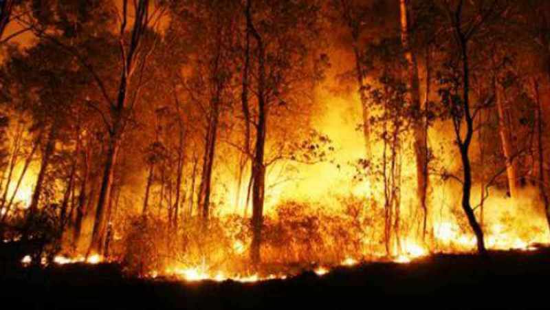 Kebakaran hutan salah satunya disebabkan oleh pemanasan global yang terjadi selama beberapa bulan terakhir/Net