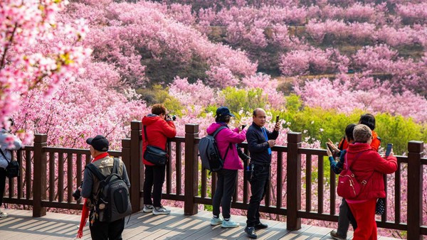 Wilayah Sanming di Provinsi Fujian menjadi salah satu spot favorit menyaksikan keindahan bunga di musim gugur di Jepang/Getty Images
