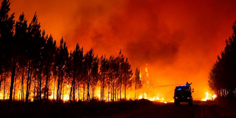 ilustrasi kebakaran hutan/net 