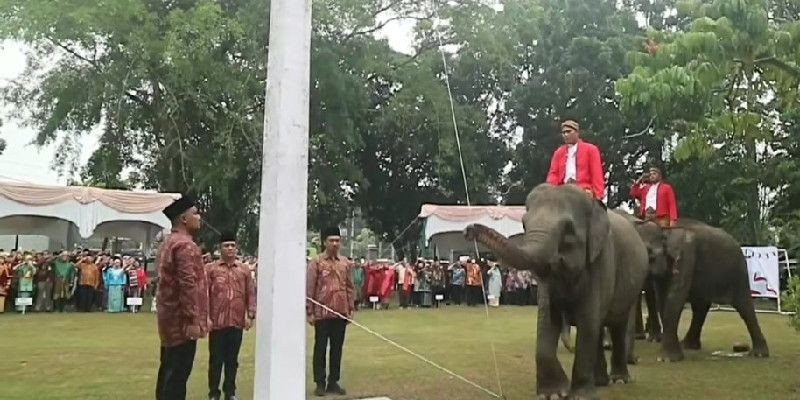Vera-Bankin-Ngatini, tiga gajah Sumatra yang ikut jadi pengibar bendera di Riau/@bbksda_riau