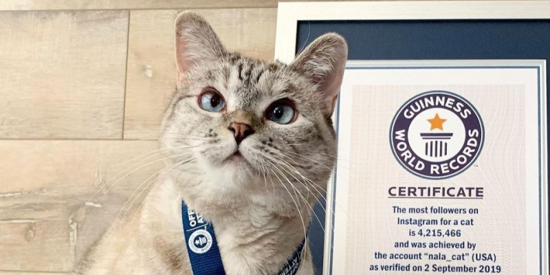 Nala Cat, yang punya brand makanan kucing dengan namanya sendiri. Kucing ini diperkirakan menghasilkan USD100 juta, setara Rp1,52 triliun/NET