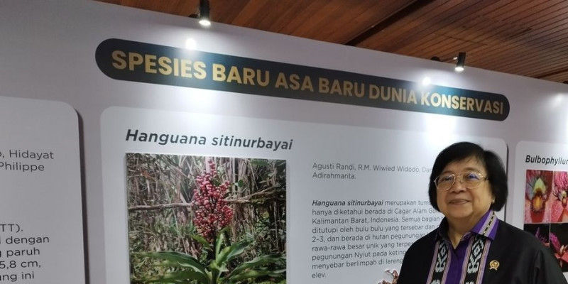 Menteri LHK Siti Nurbaya, mempublikasikan dua spesies baru, hasil dari hutan Indonesia dan menambah kekayaan flora dan fauna Nusantara/Net