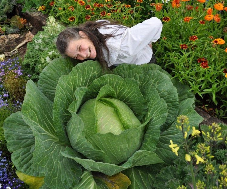 Kubisa raksasa, hasil tanam petani-petani di Alaska, negara bagian di Amerika Serikat. Mereka menghasilkan sayur dan buah berukuran jumbo berkat sinar matahari yang berlimpah/Net