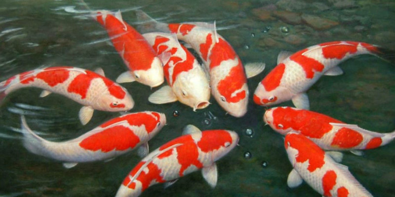 Ikan Koi merupakan keluarga dari ikan emas yang memiliki corak banyak dengah harga mahal/Net