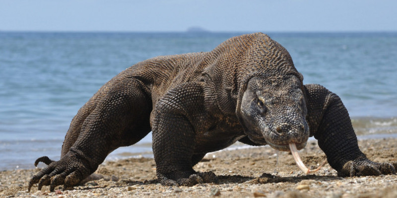 Ilustrasi hewan komodo tengah berjalan di pasir pantai/Net 