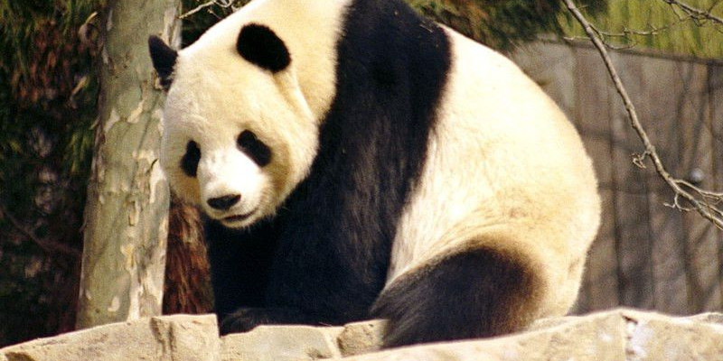 Ilustrasi Panda di Kebun Binatang Dikawinkan Taman Safari Indonesia/Net 