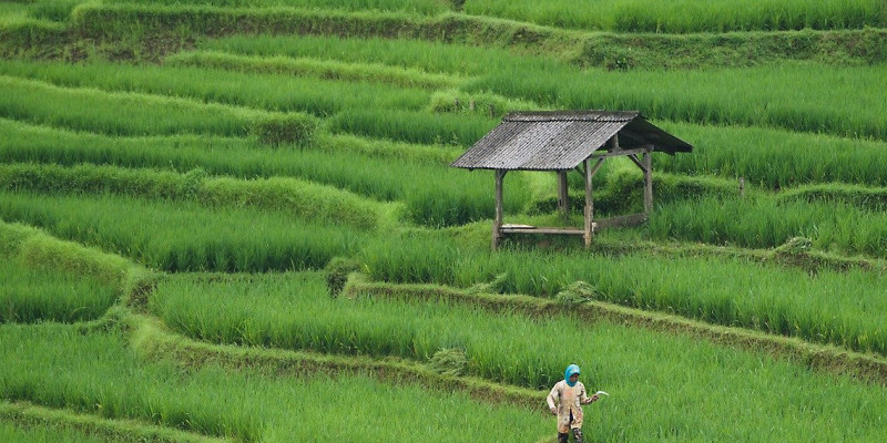 Ilustrasi sawah yang subur sebagai kekuatan sektor pertanian/Pixabay