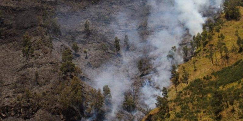 Kondisi kebakaran lahan atau hutan di Gunung Bromo/NET