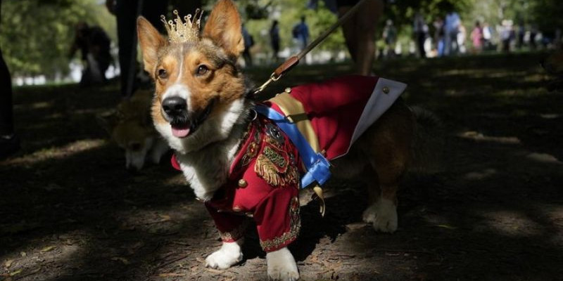  Parade Corgi di luar Istana Buckingham untuk mengenang Ratu Elizabeth II setahun sejak kematiannya/NET