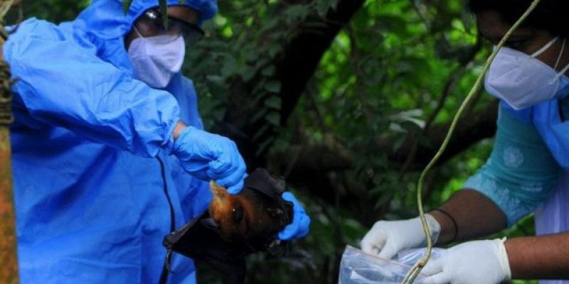 Tim kesehatan Kerala, India memeriksa kalelawar diduga jadi penyebab penyebaran virus nipah di wilayah tersebut/NET 