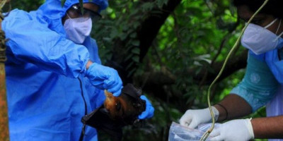Cegah Virus Nipah, Pemerintah Tingkatkan Kewaspadaan WNA yang Masuk ke Indonesia