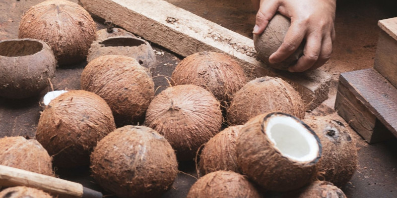 Ilustrasi pengolahan kelapa secara tradisional/NET 