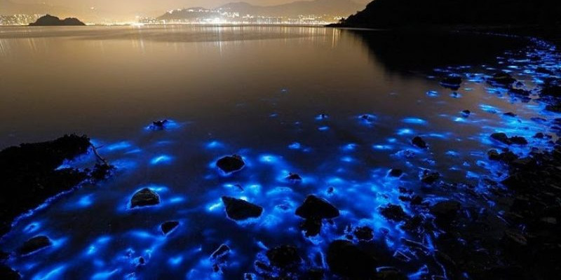 Ilustrasi fenomena Bioluminesensi. Air laut. Di malam hari alga membuat laut berwarna biru terang saat terkena gelombang, saat siang hari akan membuat laut berwarna merah/NET 