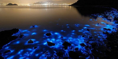 Cahaya Biru Keluar dari Air Laut di California  AS Dampak Fenomena Alam Bioluminesensi