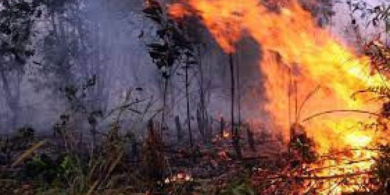 Petugas melakukan pemadaman api di Taman Nasional Baluran di Situbondo/NET 