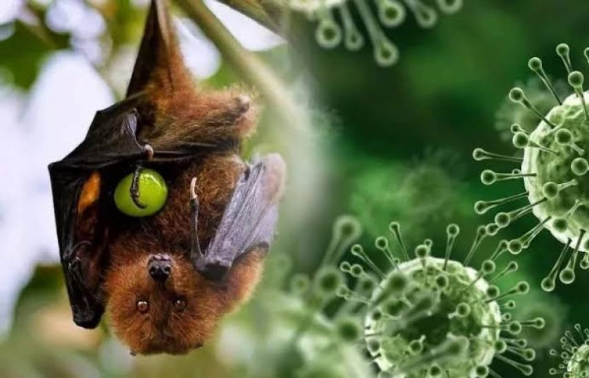 Virus nipah disebarkan dari hewan ke manusia, salah satunya kelelawar/Net