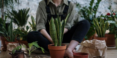 Lantunan Musik Platycerium dan Aroid Sebagai Self Healing Terbaik