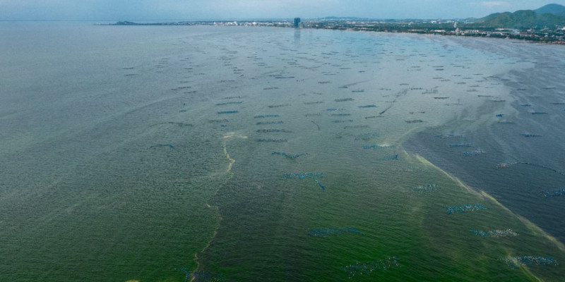Seketika air di laut timur Thailand berubah warna menjadi hijau akibat tumbuhnya plankton/Net